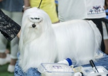 2015 국제 도그쇼 내가 제일 최고의 귀족 DOG!