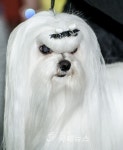 2015 국제 도그쇼 내가 제일 최고의 귀족 DOG!