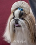2015 국제 도그쇼 내가 제일 최고의 귀족 DOG!