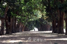 디자이너 이광희, 희망의 망고농장 10만여 평 증여 받아 \