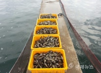 포항에서 10cm크기 우럭 종묘 6만마리 폐사