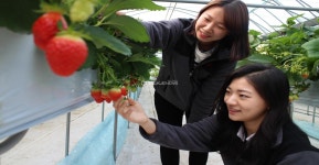 영동군, 겨울 딸기 달콤해요