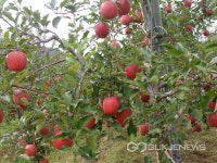 충주농협 도내 최초 애플스쿨 사과학교 운영 충주농협 도내 최초 애플스쿨  사과학교 운영