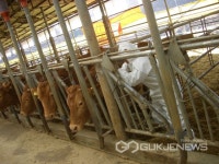 진주시, 구제역 차단 방역 총력