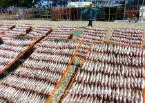 봄빛속에...명태 건어장.