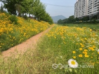 [포토] 창원천 산책로 금계국 만발
