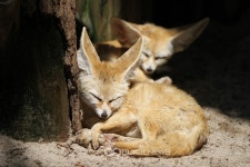 수면으로 더위식히는 에버랜드 사막여우