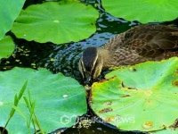 연잎사이로 먹이찾는 연못속에 오리가 바쁘다.