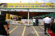 충주시 수안보·살미 대학찰옥수수 대박