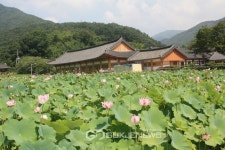 송광사 연꽃밭의 정취