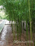 전주 경기전의 비가오는 아침 풍경