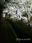 용인시 풍덕천2동, 정평천 벚꽃길에 점등 설치