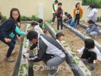 영덕 축산항초, 사랑의 고구마심기 행사 실시