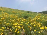 들판에 노오란 민들레 꽃