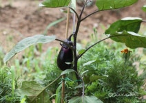 빗물 맞고 자란 가지