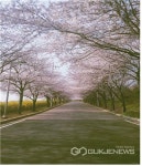 인천시 수산정수사업소, 인천 속 숨은 벚꽃 명소