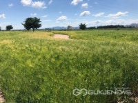 경산 금호강변, 하늘·땅 모두 푸르러...