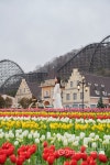 [용인] 에버랜드, 튤립 축제...16일 오픈 [용인] 에버랜드, \