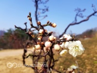용인 에버랜드, 하늘매화길...29일 오픈 용인  에버랜드, 하늘매화길...29일 오픈