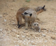 구리아트홀, 1930년대 그 시절 음악극 천변살롱공연