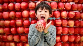 제13회 장수 한우랑 사과랑 축제 개막 첫날
