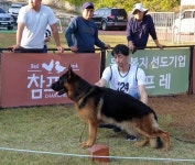 (사)한국애견연맹-KSV 한국저먼세퍼드 협회, 2019 세퍼드지거쇼 성료
