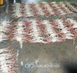 울진대게 수산자원 보호에 총력!!