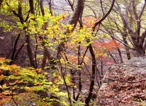  상세 > 내고장특산물 > 경제/교통 > 계룡시청