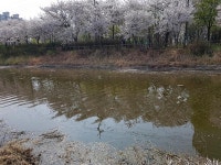 자유게시판-명소가된 서부천 물관리 신경쓰이네요  내용 | 계양구청>구민참여