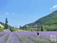 무릉계곡 절경과 보랏빛 정원… 자연 벗삼아 노닐러 동해로 떠나볼까