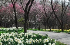 매화길 – 한택식물원