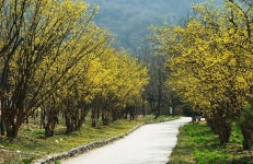 산수유길 – 한택식물원