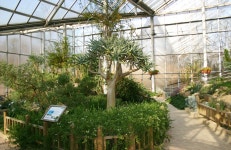 남아프리카온실 – 한택식물원