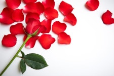 이벤트&패키지 | Hanwha Resorts HAPPY ROSE Weekend!