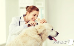 강아지 귀 관리, 허투루 했다간 병원행 - 사람과 동물의 행복한 동행 해피펫 강아지 귀 관리, 허투루 했다간 병원행