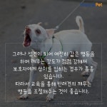 [올어바웃펫]강아지가 자꾸 깨물어요 - 사람과 동물의 행복한 동행 해피펫 [올어바웃펫]강아지가 자꾸 깨물어요