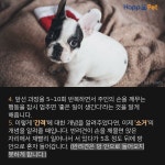 [올어바웃펫]강아지가 자꾸 깨물어요 - 사람과 동물의 행복한 동행 해피펫 [올어바웃펫]강아지가 자꾸 깨물어요
