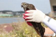 농장에서 구조된 천연기념물 새매 자연으로 돌아가 - 사람과 동물의 행복한 동행 해피펫 농장에서 구조된 천연기념물 새매 자연으로 돌아가