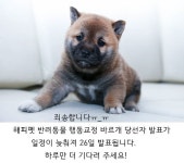 해피펫 [공지] 행동교정 바르개 당첨자 발표가 26일로 변경되었습니다!