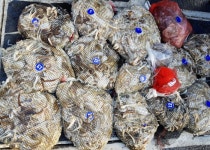 쭈.갑 먹물조황+ - 10월29일 홍원할힐링호 Very Good 쭈갑낚 망테기 조황요~!!신발짝 갑이와쌍걸쭈꾸미는 기본 ㅎㅎ 낚지 20수이상 ~~ 오늘... 