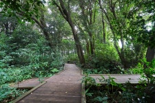 문화재이미지 | 제주특별자치도 기념물 제27호_신흥동백나무군락_19 제주특별자치도 기념물 제27호_신흥동백나무군락_19