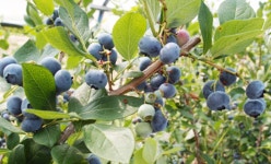 산수가족 > 농촌체험소개 > 도·농순환 > 홍성군 농업기술센터  산수가족 > 농촌체험소개 > 도·농순환 >