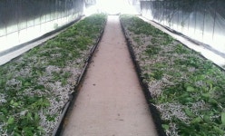 오누이농장 > 농촌체험소개 > 도·농순환 > 홍성군 농업기술센터  오누이농장 > 농촌체험소개 > 도·농순환 >