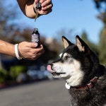[이규홍의 Hotel Design] Pet Wellness(펫 웰니스) 상품들의 진화 [호텔앤레스토랑] [이규홍의 Hotel Design] Pet Wellness(펫 웰니스)... 