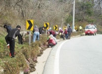 은하면, 연산홍 2000주 심어 - 홍성신문 내포타임즈 은하면, 연산홍 2000주 심어