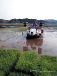 첫 모내기 … 풍년 기원 - 홍성신문 내포타임즈 첫 모내기 … 풍년 기원