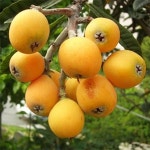 원예종묘의 선두주자 - 한솔원예종묘