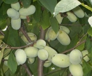 원예종묘의 선두주자 - 한솔원예종묘