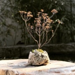 자유게시판 - 어제 영입한 철쭉.