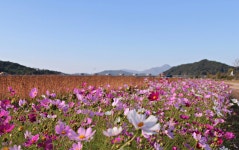 일성콘도&리조트 